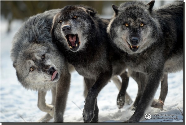 Kanadische Wölfe Foto Wolfspark Werner Freund by Michael Schönberger - Schoenberger.Photography